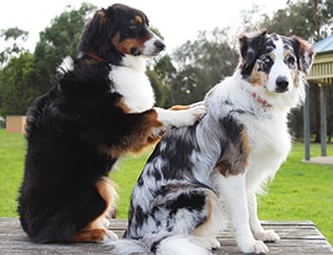 Pet Grooming Service